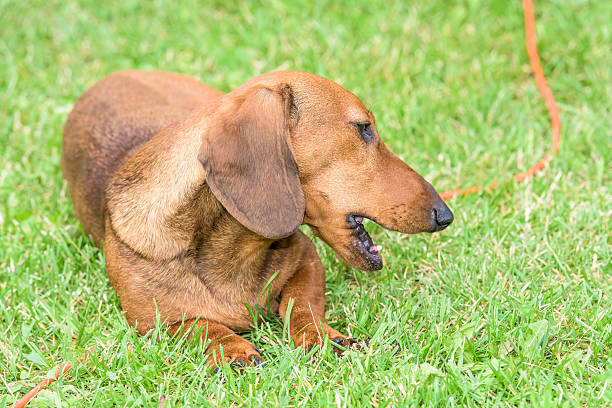 dachshund de cão - dachshund dog reliability animal imagens e fotografias de stock