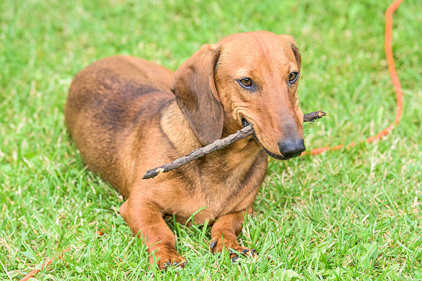 dachshund de cão - dachshund dog reliability animal imagens e fotografias de stock