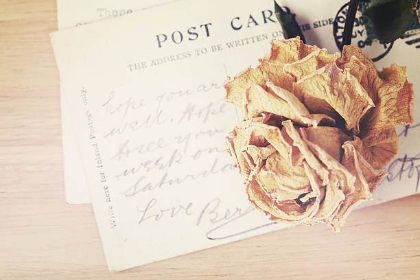 istock Dry rose and old postcard. Soft light vintage style image. 483871176