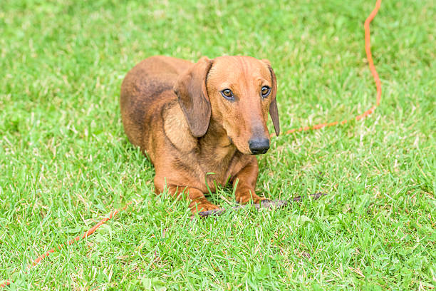 perro dachshund - dachshund dog reliability animal fotografías e imágenes de stock