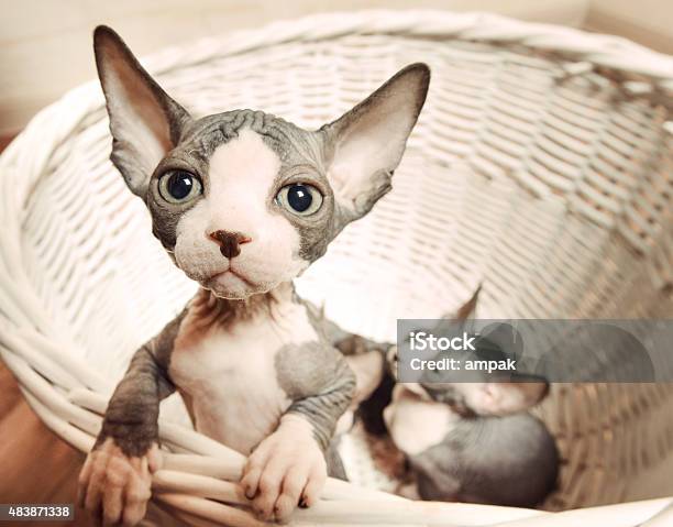Lonely Sphynx Kitten In A Basket Looking Afar Stock Photo - Download Image Now - 2015, Adventure, Alertness