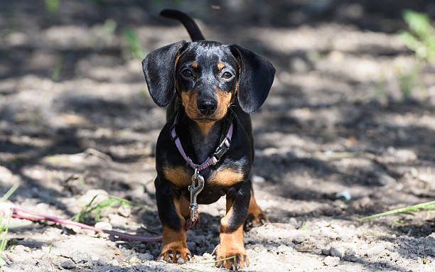 perro dachshund - dachshund dog reliability animal fotografías e imágenes de stock