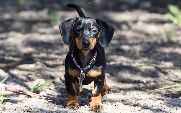 dachshund de cão - dachshund dog reliability animal imagens e fotografias de stock