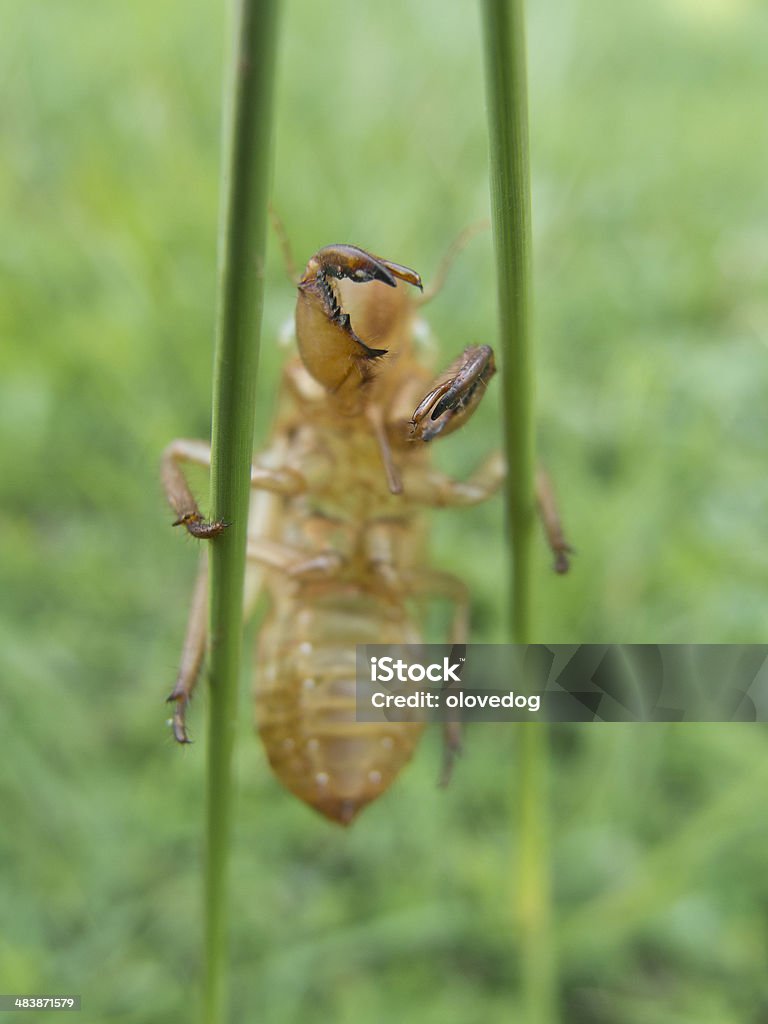 Cicedea Empty Shell Empty Cicada Shell Stock Photo - Download Image Now - Animal, Animal ...