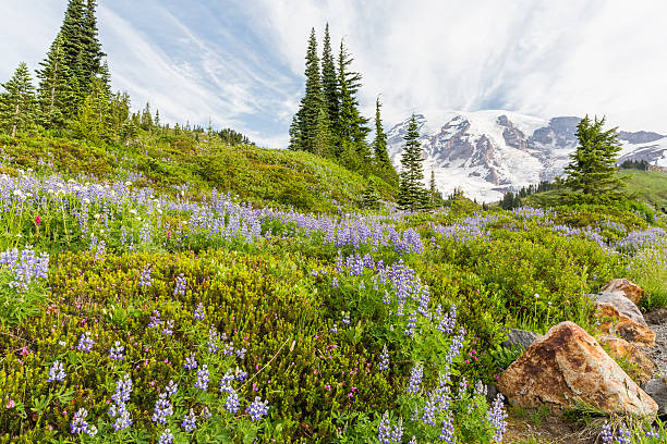 istock Mt. Ranier Lupine Hillside 483871824