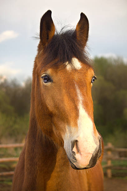 istock Bay horse with blue eyes 483871918