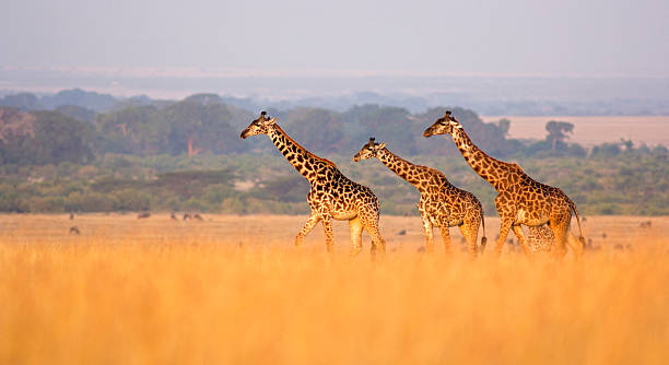 giraffe in savannah - giraffe stock-fotos und bilder