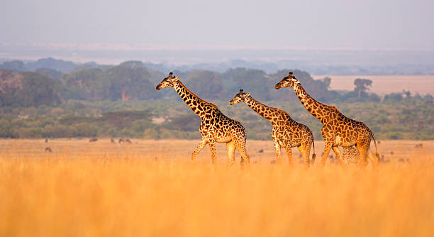 girafas na savana - safari safari animals color image photography - fotografias e filmes do acervo