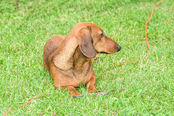 perro dachshund - dachshund dog reliability animal fotografías e imágenes de stock