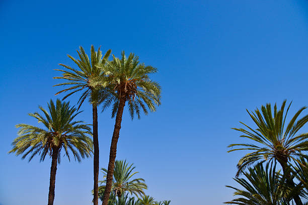 istock Palm Tree on Blue Sky-Menara parc in Marrakech-Morocco 483872288