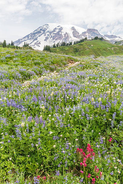 istock Mt. Ranier Golden Gate Trail 483872402