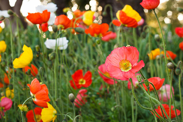 Poppies stock photo