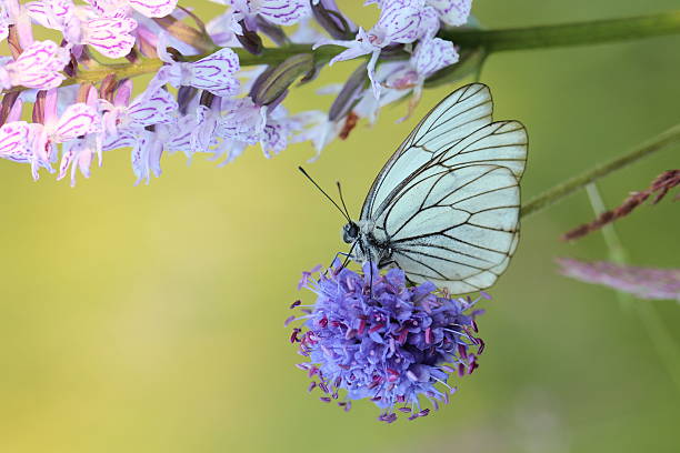 pieride del biancospino (aporia crataegi - black veined white butterfly foto e immagini stock