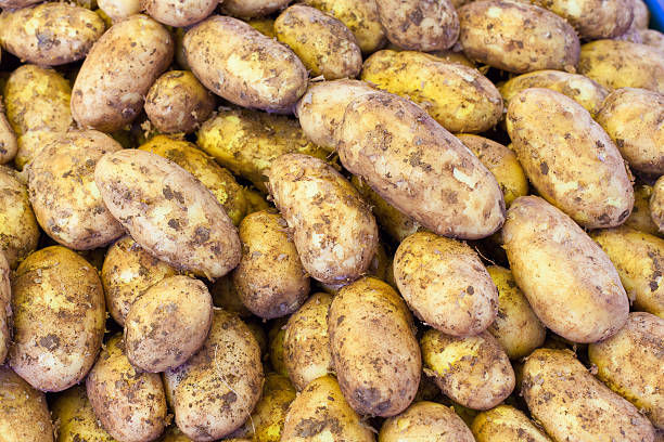 istock new potatoes on the market 483872781