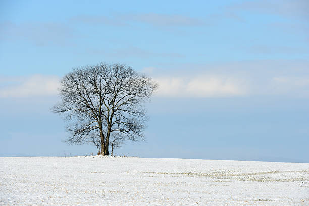 istock Large Tree in Field on Sunny Day after Snowfall 483872910