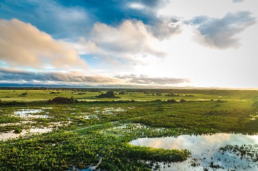 Stunning Wetland landscape in Pantanal located in Brazil