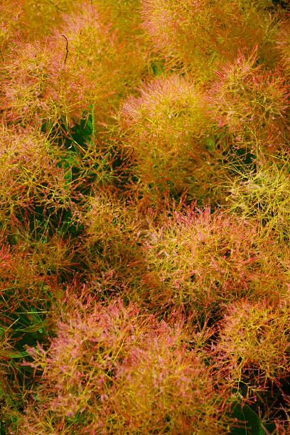 istock Red Plumes on Smoke Bush 483873030