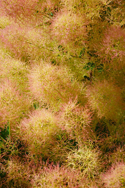 Yellow and Pink Smoke Bush Plumes Photo was taken on a road trip in Ontario, Canada, during the summer of 2015 with a Sony RX10 smoke bush blooming stock pictures, royalty-free photos & images