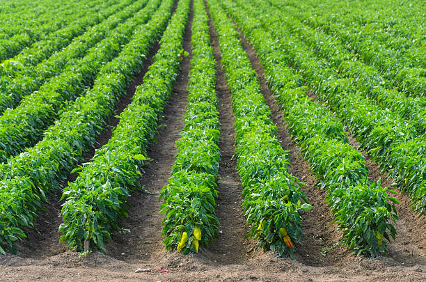 Peppers growing in a field with irrigation system stock photo