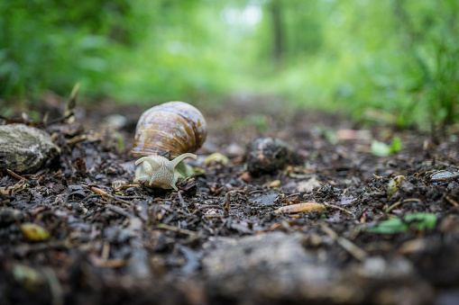 Vineyard snail on the forest floor