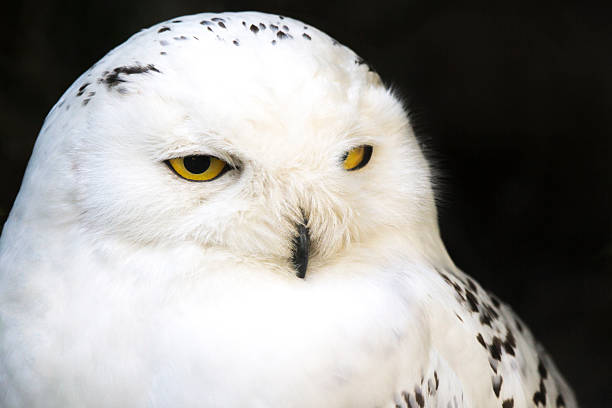 istock Portrait of a snowy owl 483873400