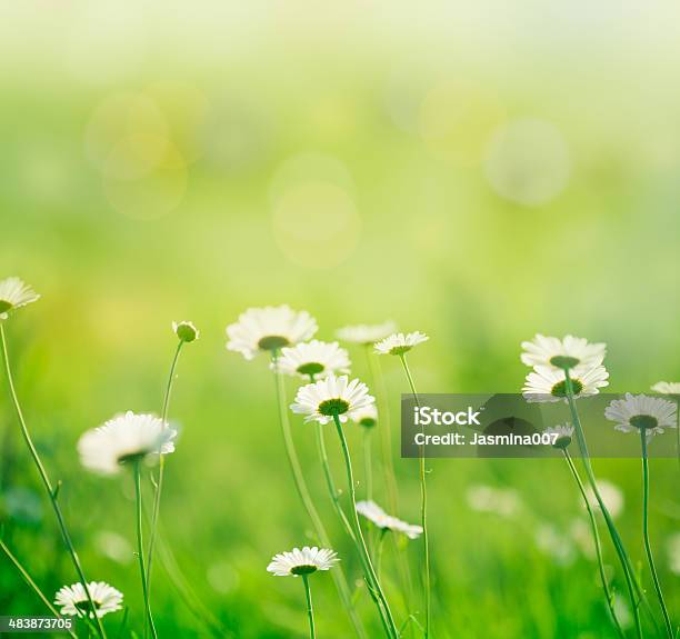 Primavera Margarida - Fotografias de stock e mais imagens de Branco - Branco, Flor, Campo agrícola