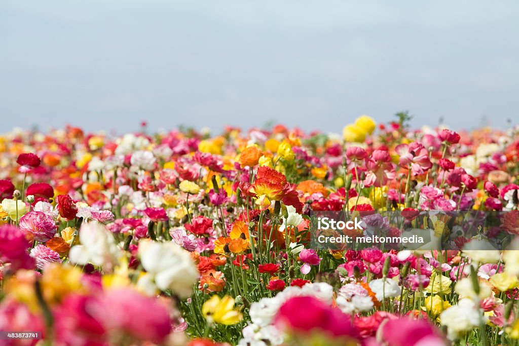 Spring Flowers  Agricultural Field Stock Photo