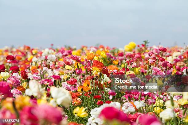 Spring Flowers Stock Photo - Download Image Now - Agricultural Field, Backgrounds, Beauty In Nature