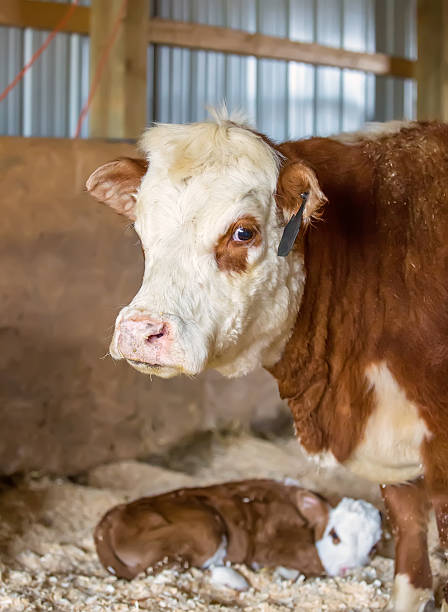 brown & branca hereford vaca bezerro & recém-nascidos dentro do celeiro - calf newborn animal cattle farm - fotografias e filmes do acervo