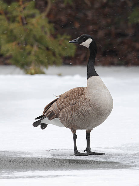 istock Canada Goose on Frozen River 483875001