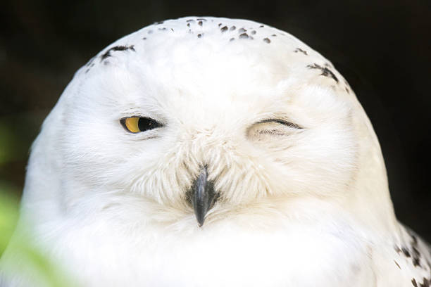 istock Portrait of a snowy owl winking 483875216