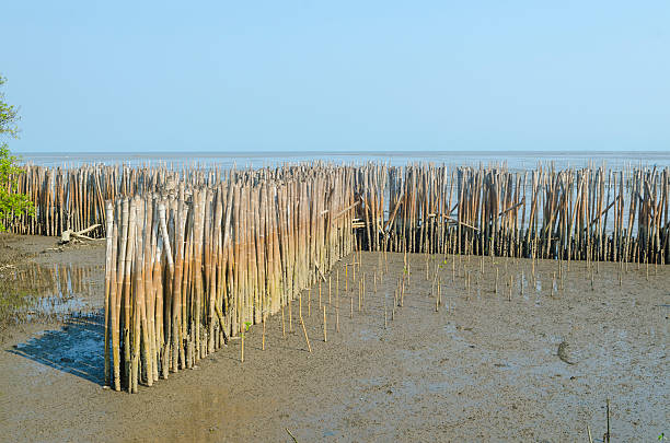 istock bamboo fence protect sandbank from sea wave 483875311