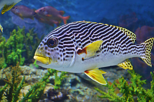 istock Sea fish swims in the deep blue see 483875527