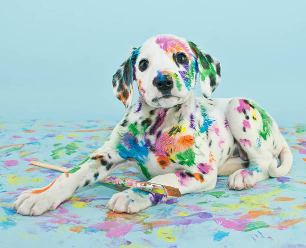 Painted Puppy A silly little Dalmatian puppy that looks like he got into the art supplies, on a blue background. dalmatian dog photos stock pictures, royalty-free photos & images