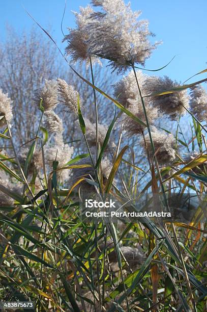 Bed Of Common Reeds Weston Ma Stock Photo - Download Image Now - Massachusetts, Autumn, Common Reed