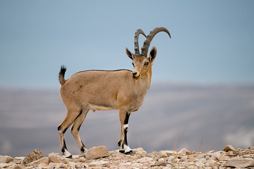 A goat-antelope or caprid is any of the species of mostly medium-sized bovids that make up the subfamily Caprinae (as treated here), part of the Bovidae family of ruminants. The domestic sheep and domestic goat are both part of the goat-antelope group by its widest definition, but some taxonomists prefer  to use the term only for members of the Caprinae that are not members of the tribe Caprini. The term 