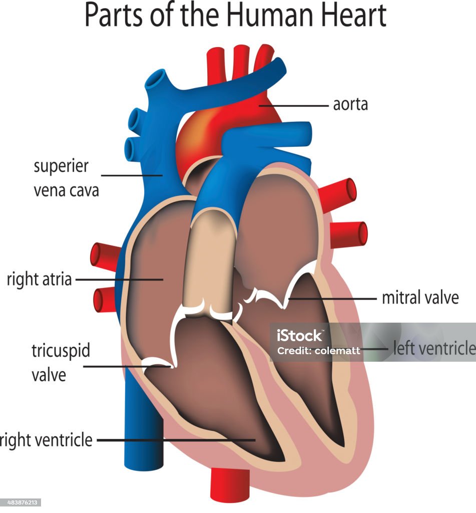 Partes do Coração - Royalty-free Válvula Mitral arte vetorial