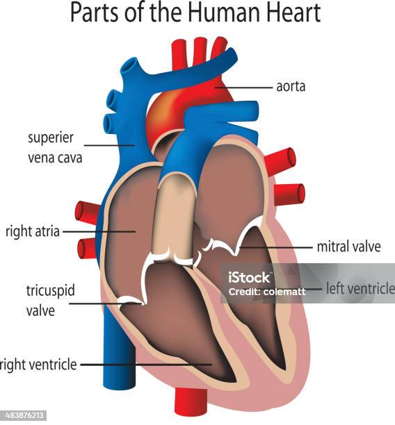 Partes Do Coração - Arte vetorial de stock e mais imagens de Válvula Mitral - Válvula Mitral, Fluxo Sanguíneo - Sistema cardiovascular, Ilustração