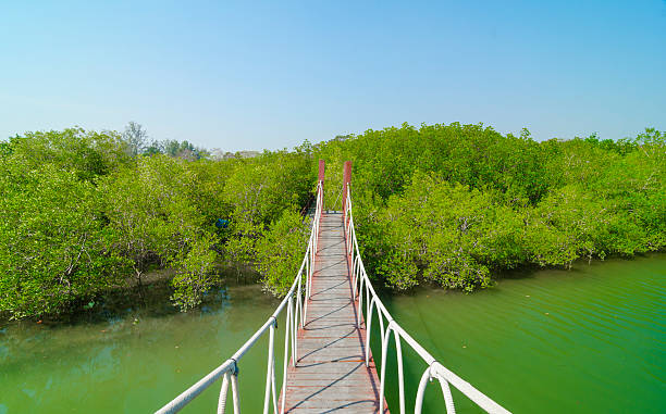 istock Red wooden bridge to a natural forest 483876597