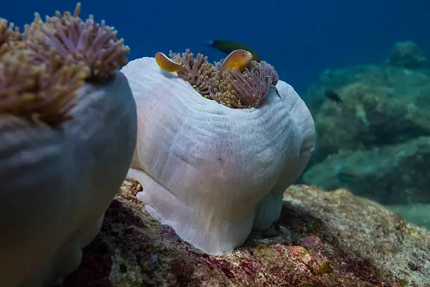 Magnificent sea anemone (Heteractis magnifica) at Surin national park in Thailand