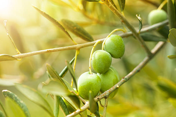 istock Ripe green olives 483877033
