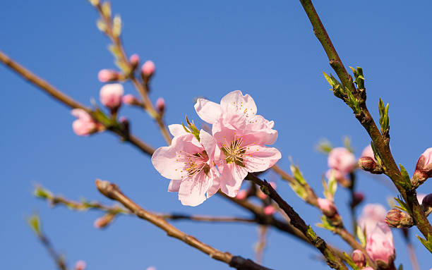 istock Spring flowers series, pink peach blossoming 483877227