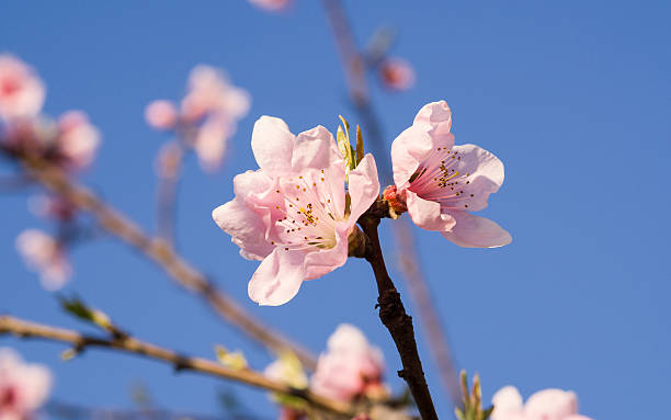 istock Spring flowers series, pink peach blossoming 483877247