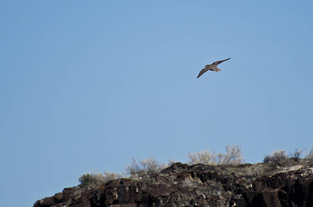 istock Prairie Falcon Flying Over the Ridge 483877775