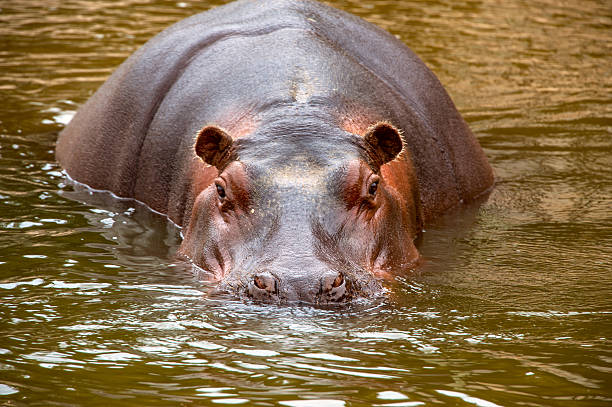 istock behemoth looking at the camera out of the water 483877971
