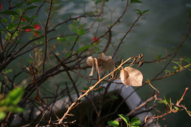 Beauty of Nature