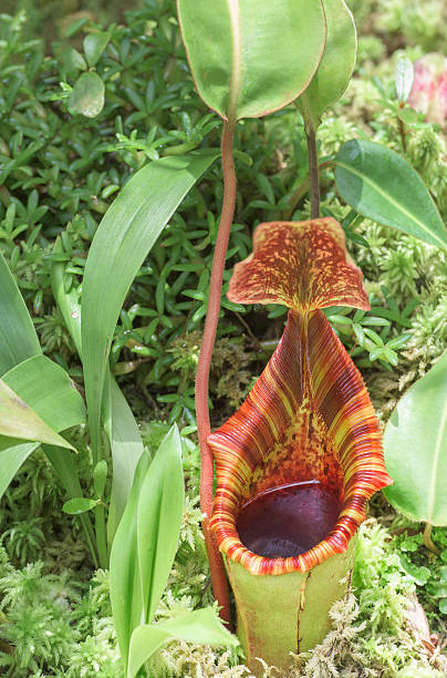 Nepenthes rajah growing in tropical rainforest. It is an carnivorous pitcher plant species of the Nepenthaceae family. Insects, and particularly ants, comprise its prey. The plant is endemic to the mountains of Sabah in the Malaysian Borneo. The image was captured with a telephoto lens resulting in shallow depth of field. Focus was placed over the central parts of the plant.