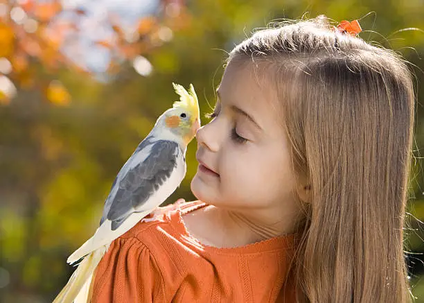 Cockatiel bird giving  a sweet little girl a "peck upon