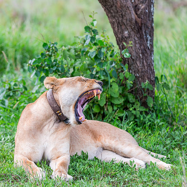 istock lioness at wild with lion strap - yawning 483879205