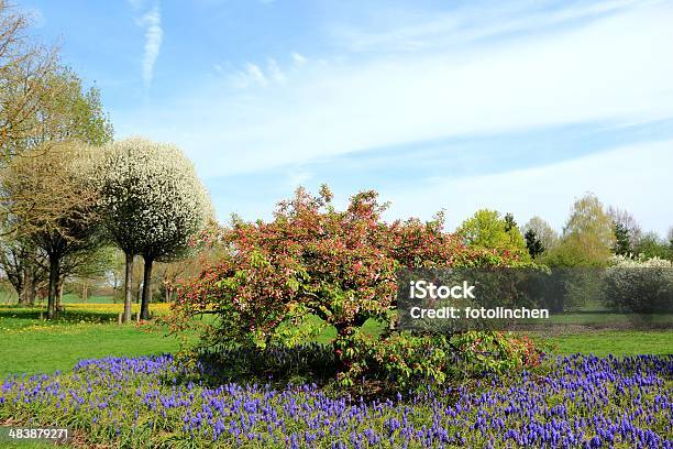 Frühling Eindruck Stockfoto und mehr Bilder von Baum - Baum, Baumblüte, Blau